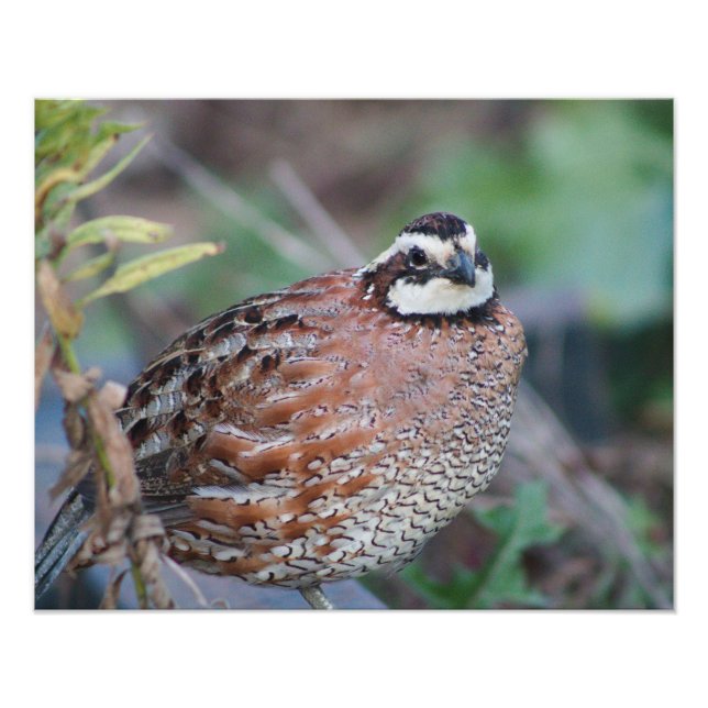 quail fototryck (Framsidan)