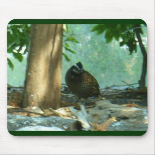 Quail Musmatta