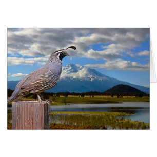 QUAIL OCH MT-SHASTA HÄLSNINGSKORT