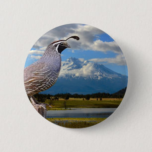 QUAIL OCH MT-SHASTA KNAPP
