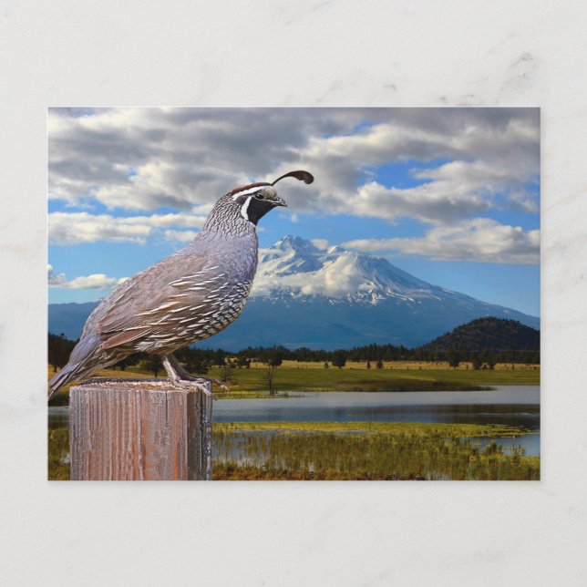QUAIL OCH MT SHASTA VYKORT (Framsida)