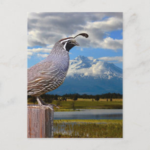QUAIL OCH MT SHASTA VYKORT