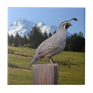 QUAIL PÅ DRÖM PEKAR KAKELPLATTA
