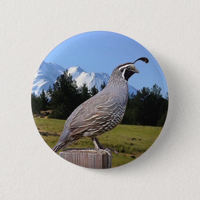 QUAIL PÅ DRÖM PEKAR KNAPP (Framsida)