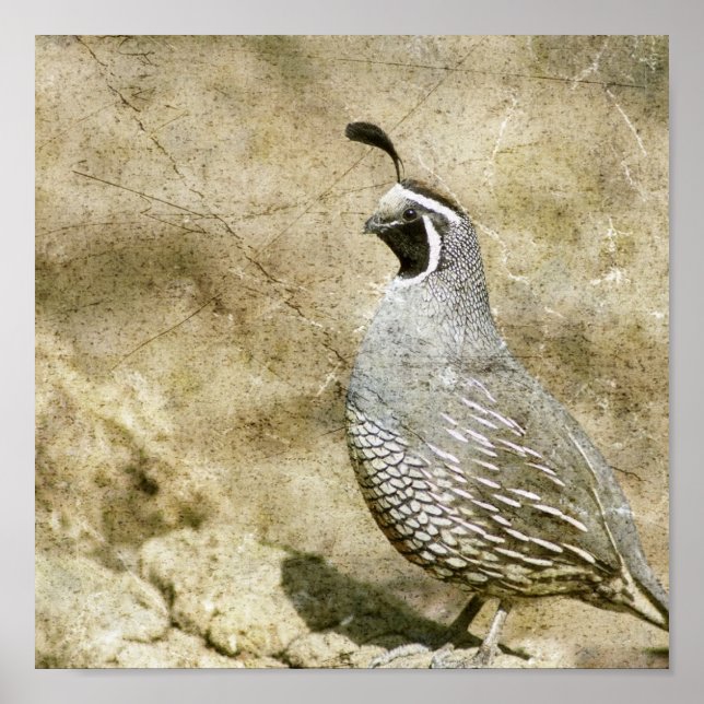 Quail Poster (Framsidan)