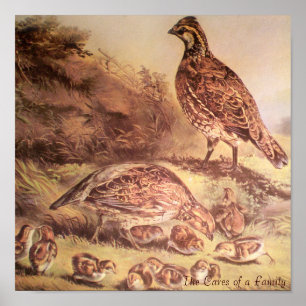 Quail-Poster Poster