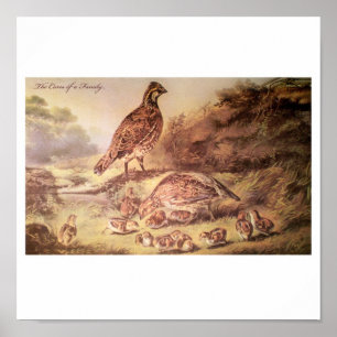 Quail-Poster Poster