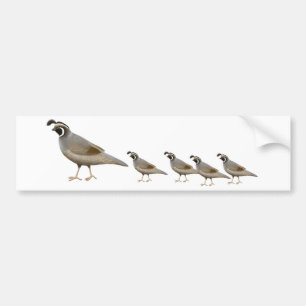 Quailfamiljbildekal Bildekal