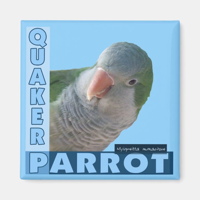 Quaker Parakeet Photo Magnet (Framsidan)