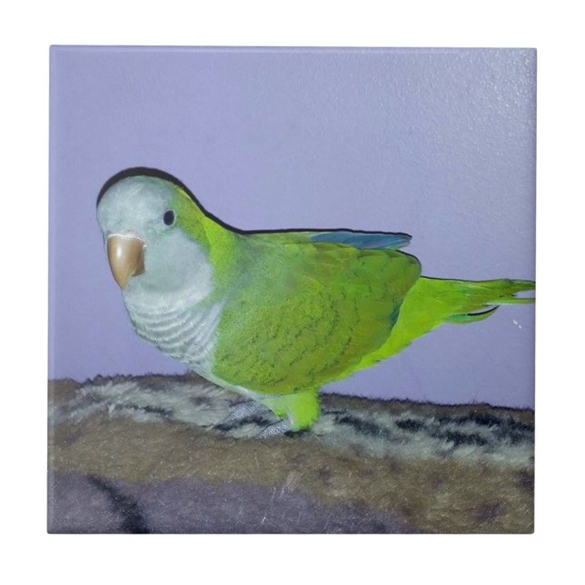 Quaker Parrot Kakelplatta (Framsidan)