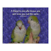 Quaker Parrot Pair Vänskap Quote