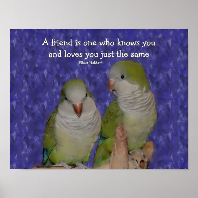 Quaker Parrot Pair Vänskap Quote Poster (Framsidan)