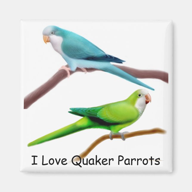 Quaker Parrots Magnet (Framsidan)