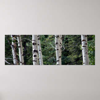 Quaking Aspen, Grand Teton nationalpark Poster