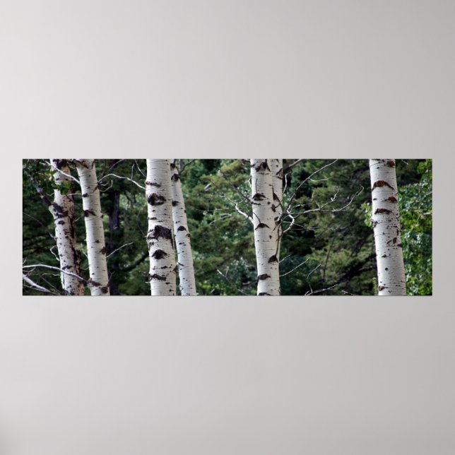 Quaking Aspen, Grand Teton nationalpark Poster (Framsidan)