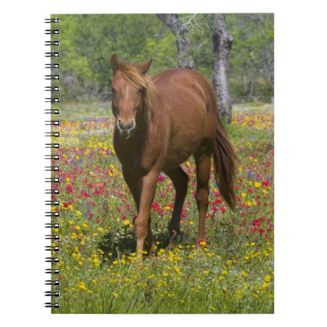Quarter Horse i fält med vilda blommor Anteckningsbok (Framsidan)