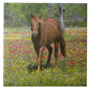 Quarter Horse i fält med vilda blommor Kakelplatta