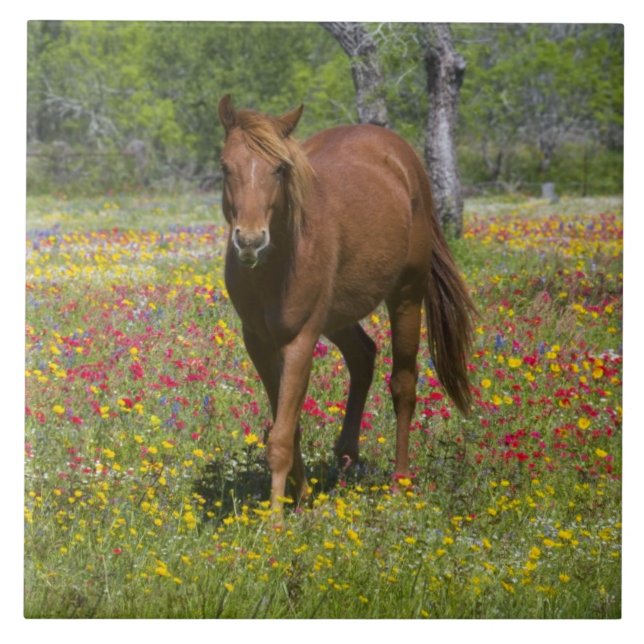 Quarter Horse i fält med vilda blommor Kakelplatta (Framsidan)