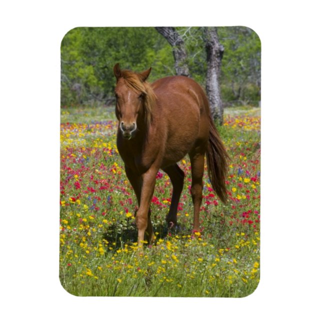 Quarter Horse i fält med vilda blommor Magnet (Vertikal)