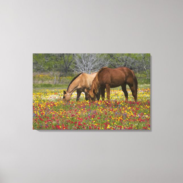 Quarter Horse i fält med vilda blommor nära Cuero Canvastryck (Framsida)