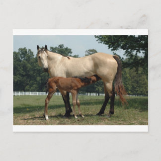Quarter Horse-sto & föl Vykort