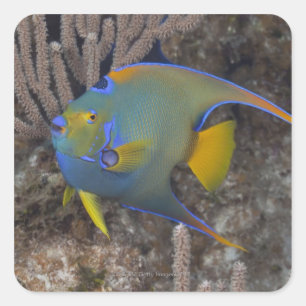 Queen Angelfish (Holacanthus ciliaris) simning Fyrkantigt Klistermärke