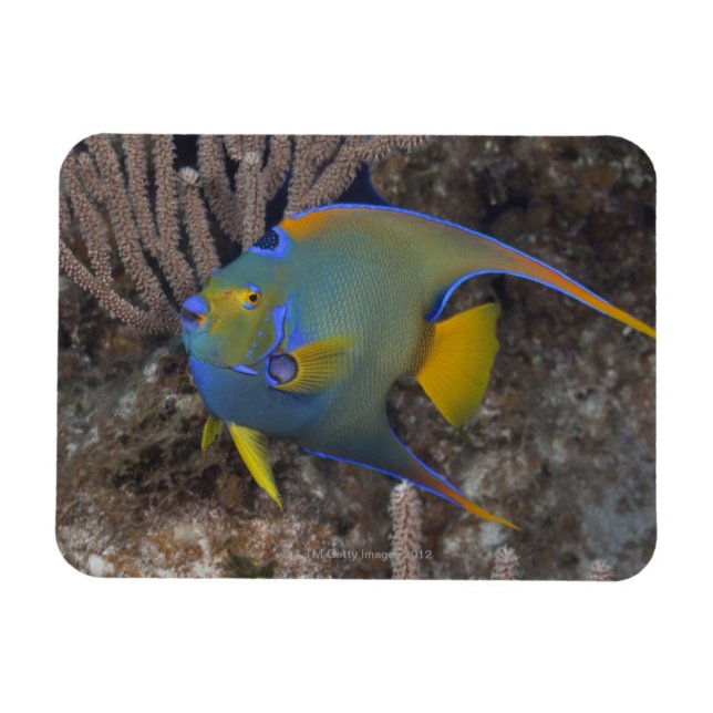 Queen Angelfish (Holacanthus ciliaris) simning Magnet (Horisontell)