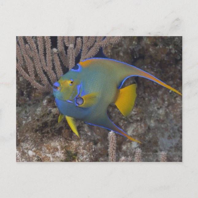 Queen Angelfish (Holacanthus ciliaris) simning Vykort (Framsida)