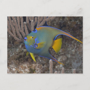 Queen Angelfish (Holacanthus ciliaris) simning Vykort