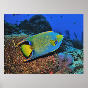 Queen Angelfish på revet Poster