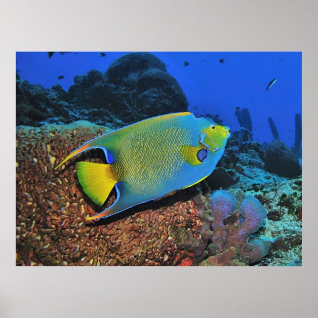 Queen Angelfish på revet Poster (Framsidan)