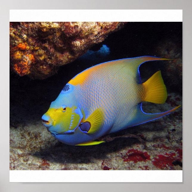 Queen Angelfish Poster (Framsidan)