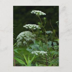 Queen Anne's La ce Wildblomma - Daucus carota Inbjudan Vykort