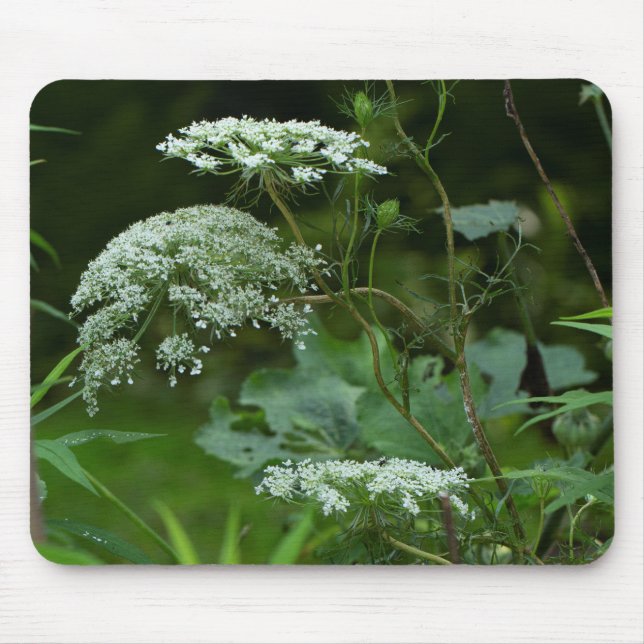 Queen Anne's La ce Wildblomma - Daucus carota Musmatta (Framsidan)