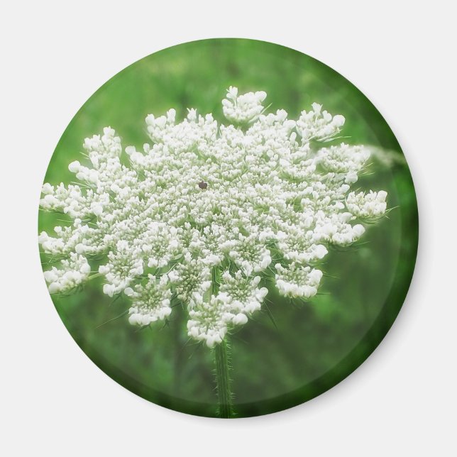 Queen Anne's Snöre 1 (Vild Carrot) Magnet (Framsidan)