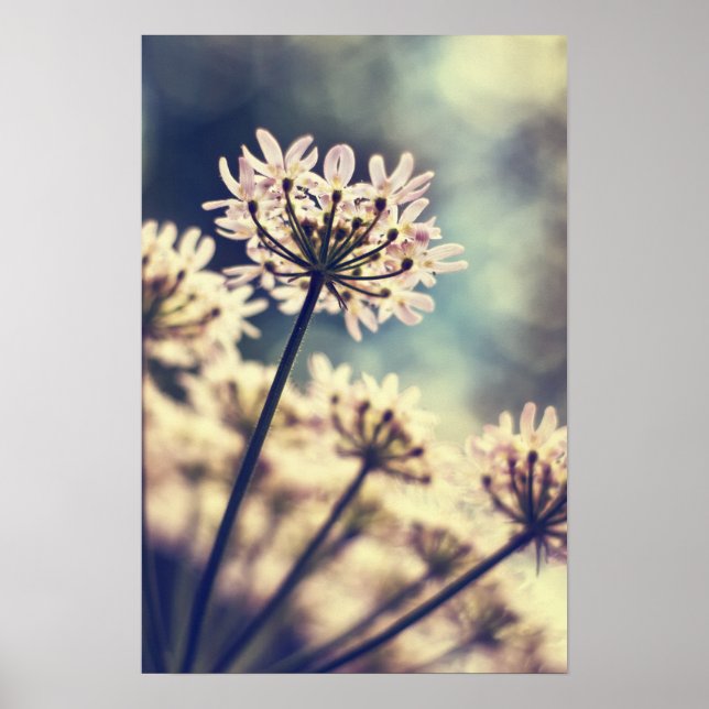 Queen Annes Snöre-blommor Art print Poster (Framsidan)