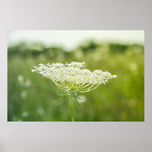 Queen Anne's Snöre Flower Nature Poster 36 x 24 tu