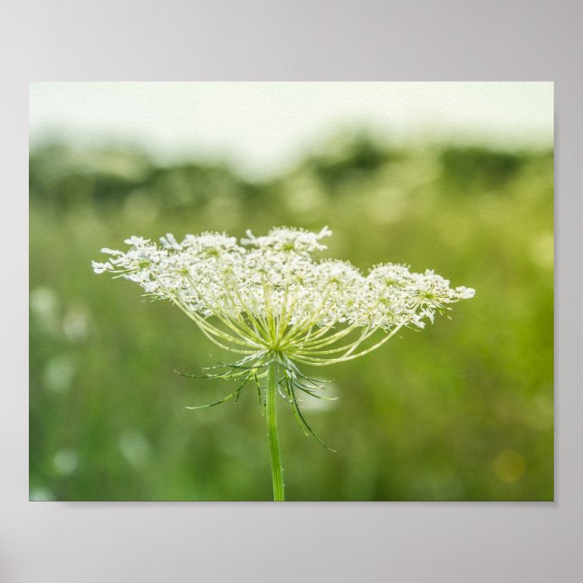 Queen Anne's Snöre Flower Poster (Framsidan)