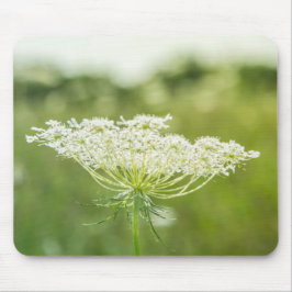 Queen Anne's Snöre Flower Wildblommor Musmatta