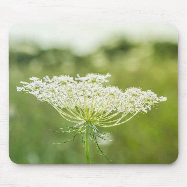 Queen Anne's Snöre Flower Wildblommor Musmatta (Framsidan)