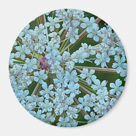 Queen Anne's Snöre Flowers Magnet