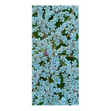 Queen Anne's Snöre Flowers