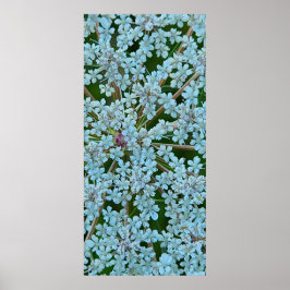 Queen Anne's Snöre Flowers Poster