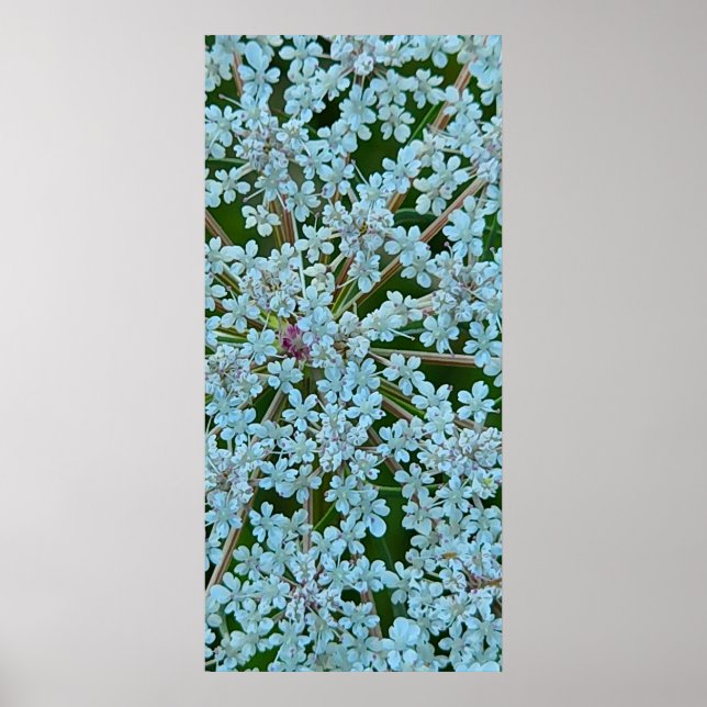 Queen Anne's Snöre Flowers Poster (Framsidan)