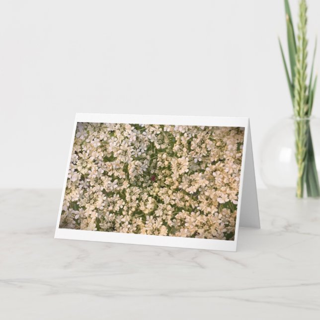 Queen Anne's Snöre, kort (Framsida)