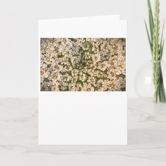 Queen Anne's Snöre, kort (Framsida)