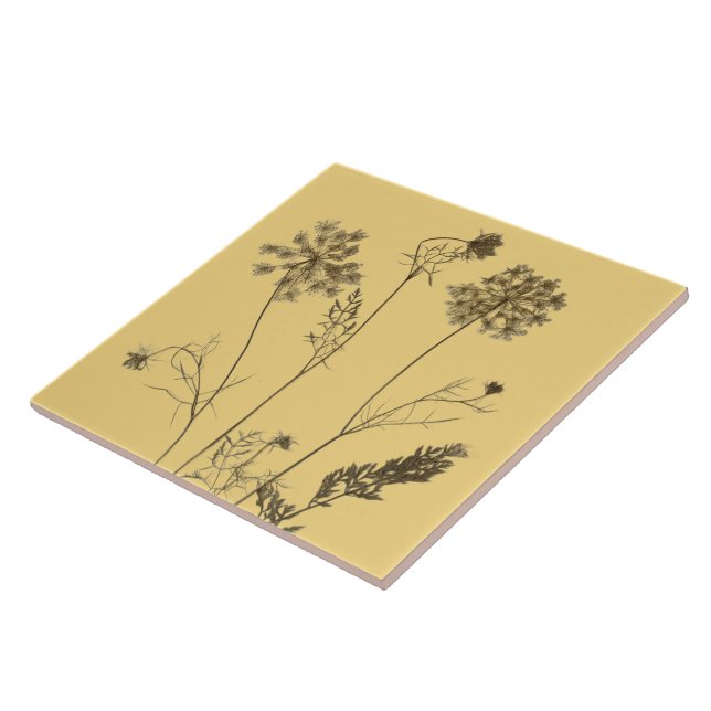 Queen Anne's Snöre på en keramik Tile (Gult B) Kakelplatta (Sidan)