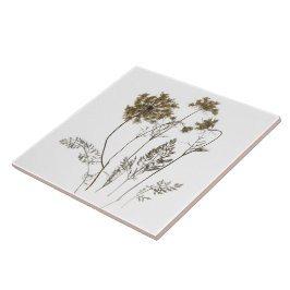 Queen Anne's Snöre på en keramik Tile (Vita A) Kakelplatta