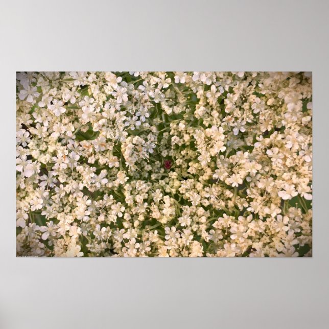 Queen Anne's Snöre Poster (Framsidan)