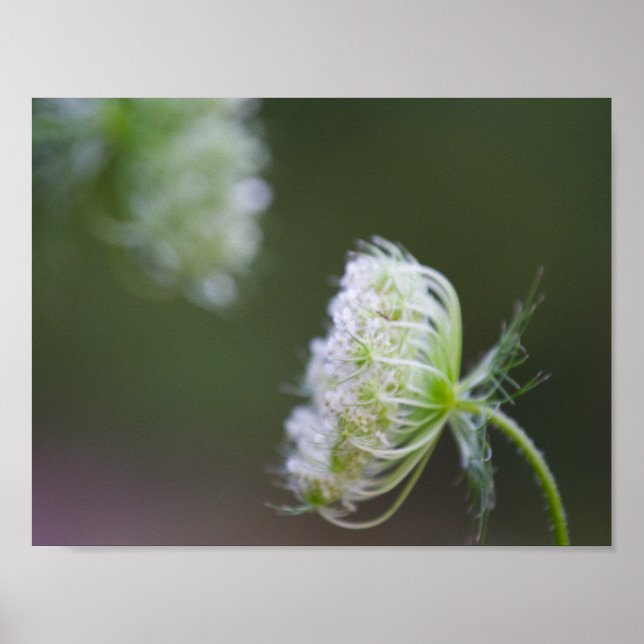 Queen Anne's Snöre Poster (Framsidan)